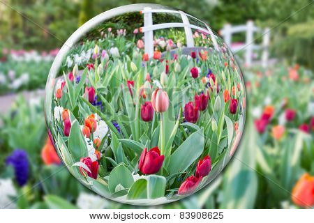 Glass sphere reflecting tulips flowers