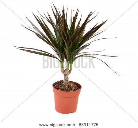 Dracena Plant