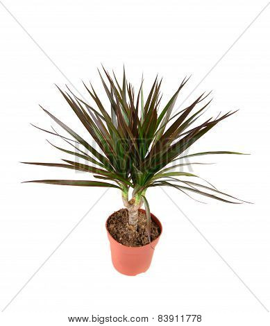 Dracena Plant