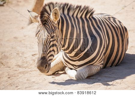Common Zebra, Science Names 