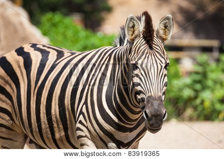 Common Zebra, Science Names 