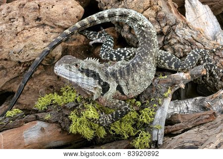 Australian Water Dragon