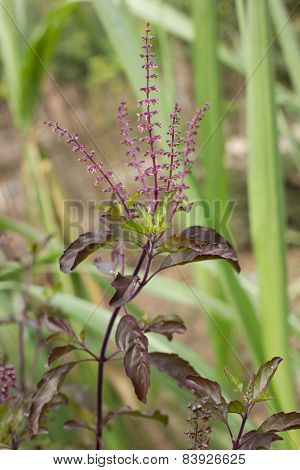 Holy Basil (ocimum Sanctum)