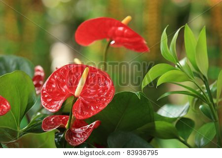 red anthurium flower in botanic garden (anthurium andraeanum, araceae orarum)