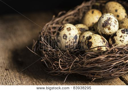 Moody Natural Lighting Vintage Retro Style Image Of Quaills Eggs