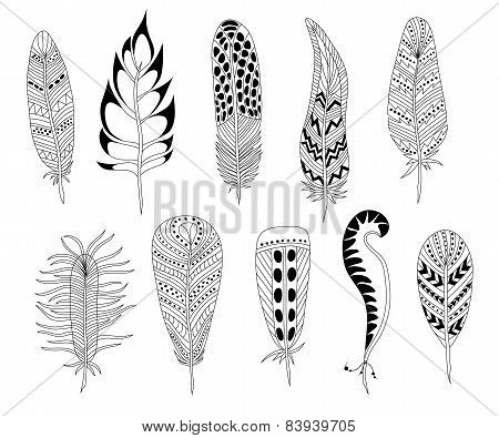 Black and white feathers