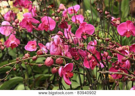 pink moth orchid