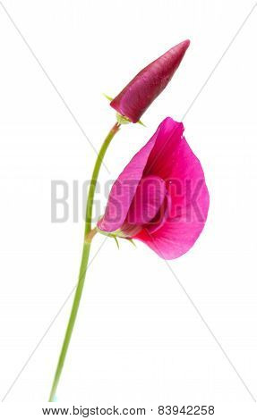 Lathyrus Tingitanus
