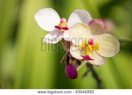 Spathoglottis Plicata Orchid Flower