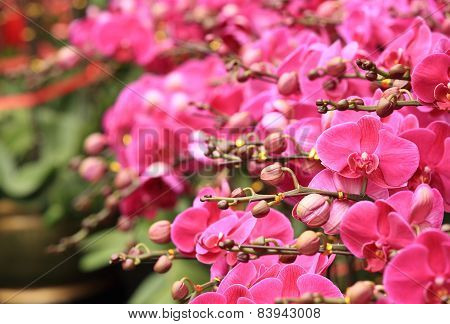 pink moth flowers