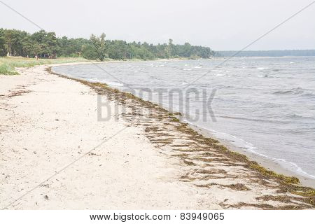 Sandy beach with seaweed