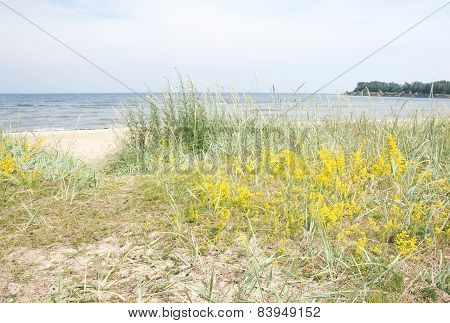 Sandy beach and vegetation