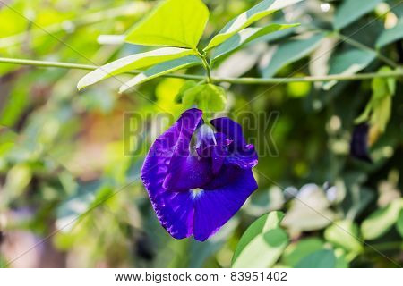 Pea Flower