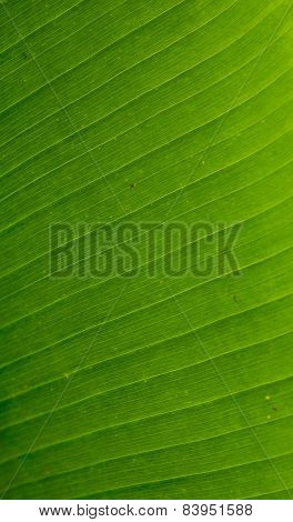 Detail Of Banana Leaf, Close-up
