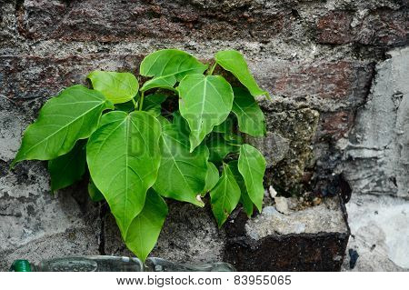 red aged brick background
