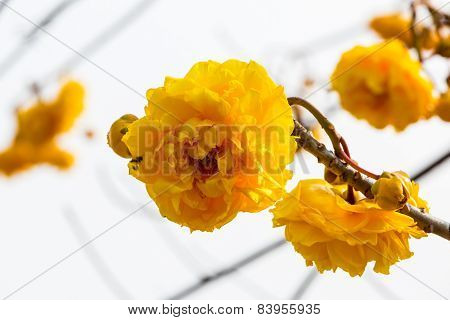 Silk Cotton Flower