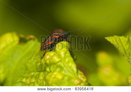 Bug On The Leaf