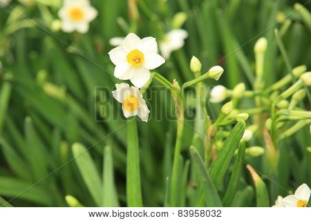 daffadilly flowers