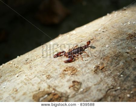 Scorpion på Barken