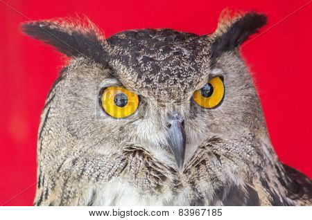 The Eurasian Eagle-owl (bubo Bubo)
