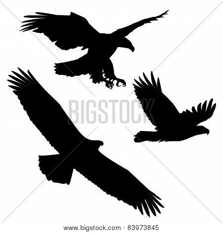 Set of black silhouette three eagles