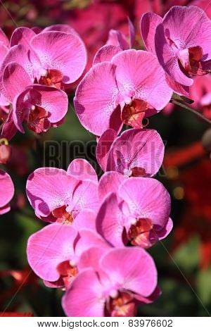 pink moth flowers