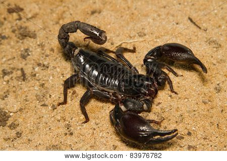 Scorpion Fighting Position