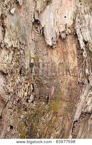 Old Willow Tree Texture