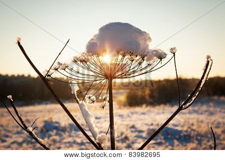Snow On Cow Parsnip With Sunny Winter Background