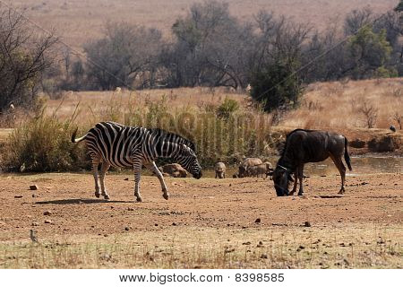 Bergzebra