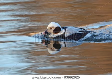 Male Long-tailed Duck (clangula Hyemalis) In Winter Plumage