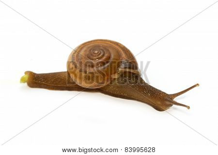 Garden Spiral Snail On Green Leaf ,isolate