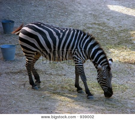 Zebra