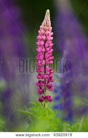 Pink Lupine