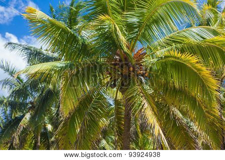 Coconut tree