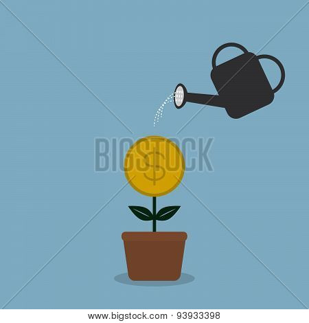 Watering Money Coint Plant
