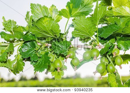 Sprig Of Gooseberry