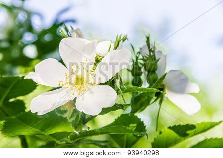 Flower Wild Rose