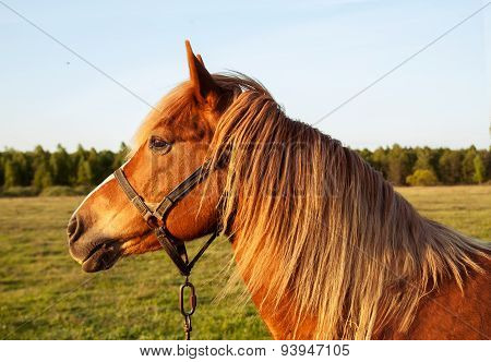 Head red horse at sunset