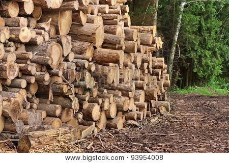 Woodpile From Sawn Pine And  Spruce Logs For Forestry Industry