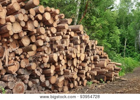 Woodpile From Sawn Pine And  Spruce Logs For Forestry Industry