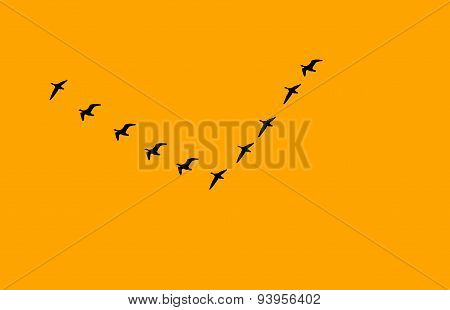 flock of birds v formation