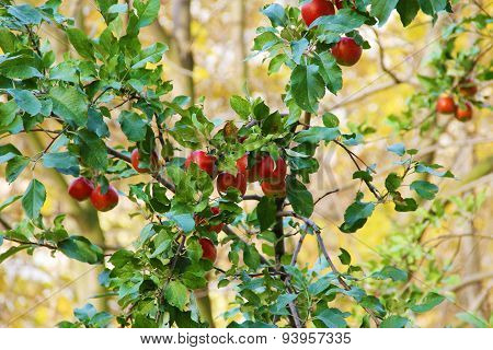 The apples on the tree