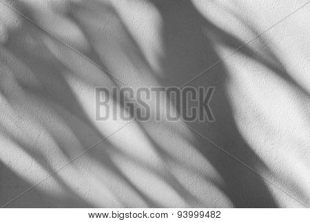 Palm Leaf Shadows On A White Wall