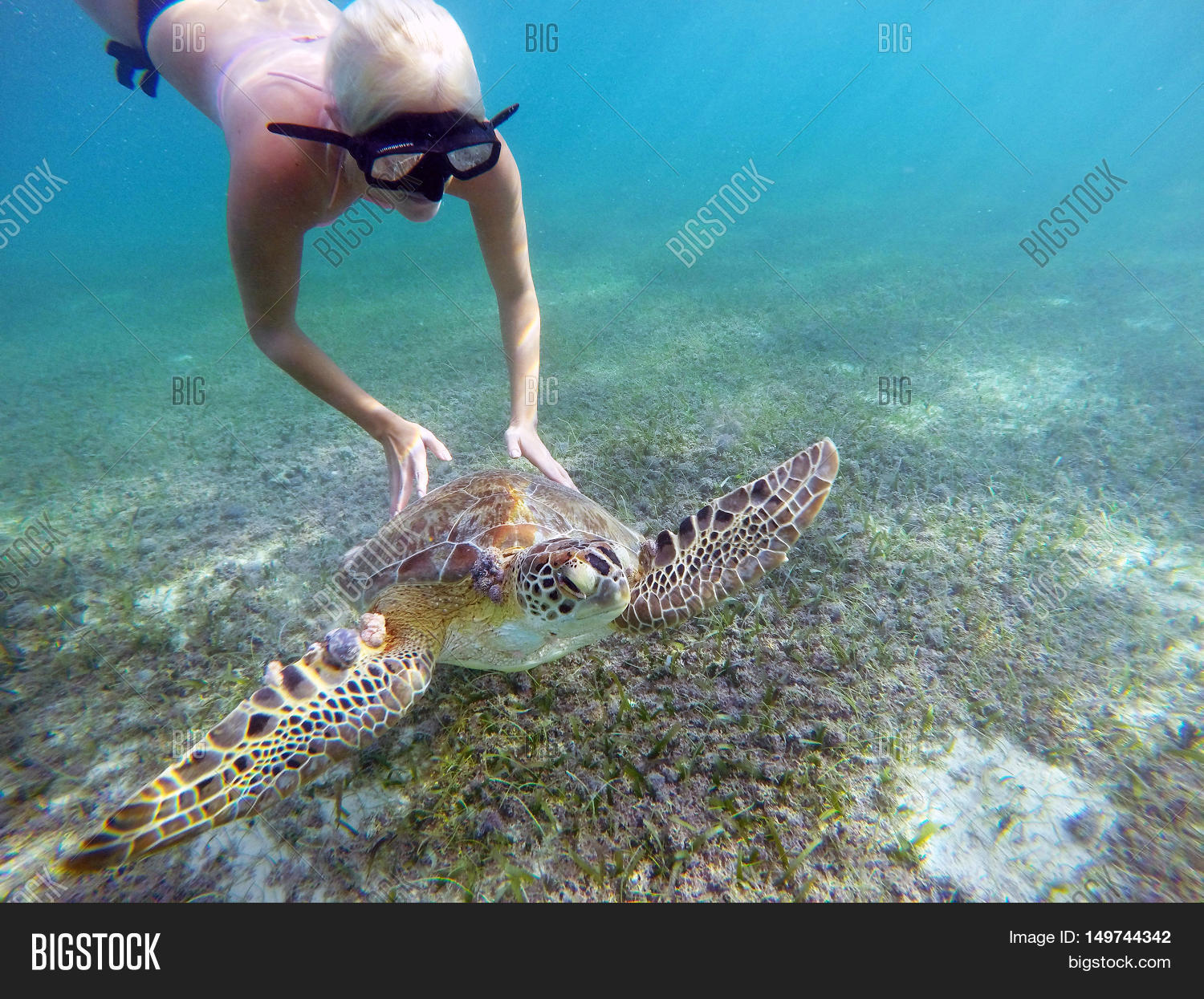 Плавание с черепахами. Купание с черепахами. Коралловый риф хиккадува шри-ланка. Черепахи канкун. Поплавать с черепахами.