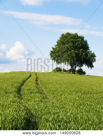 Alone tree in the field of wheat in early summer