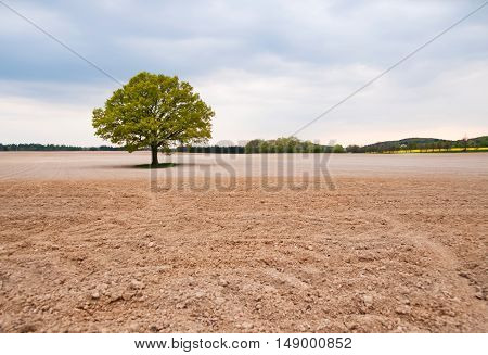 Alone big oak tree in the middle of field on spring time