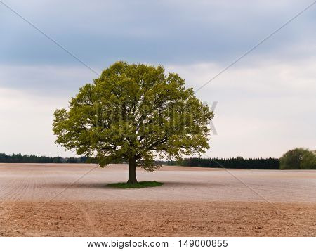 Alone big oak tree in the middle of field on spring time