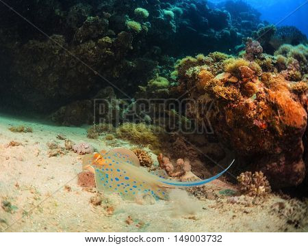 Coral reefs with stingray in the Ras Muhammad National Park. Egypt