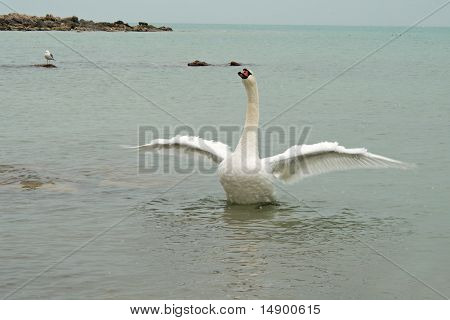 Swan šíří svá křídla.
